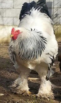 最大婆罗门 战斗鸡 重达7.7公斤成网红