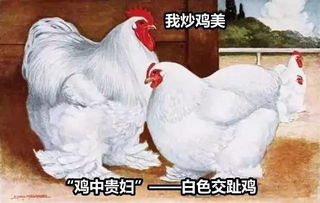 鸡是如何征服世界的 小巴侃经济