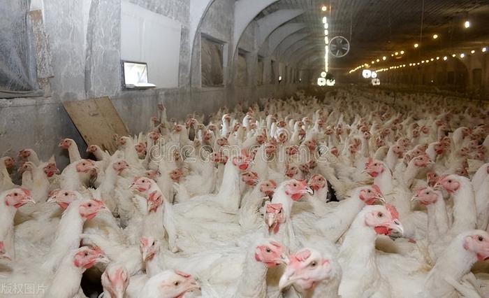 养殖业变天,猪、牛、鸡、羊都有亏损,因没人吃肉了?