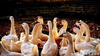 想靠家禽养殖致富,选择养鸭还是选择养鹅 大家应该考虑经济效益