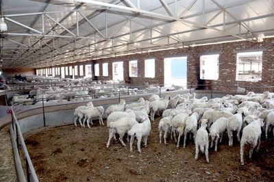 中国银行山西省分行"美羊贷"助力"羊产业"高质量发展