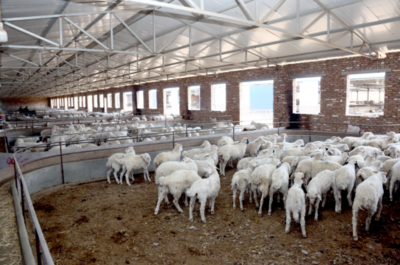 中国银行山西省分行“美羊贷”助力“羊产业”高质量发展