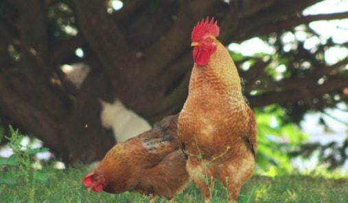 北美爆发高传染性禽流感 数百万家禽死亡